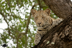 Leopard overwatch