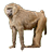 Chacma Baboon