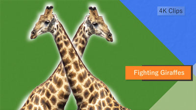 Giraffe Fight - Kruger National Park