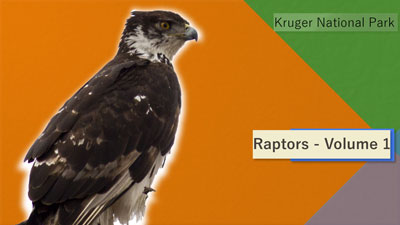 Raptors Volume 1 - Kruger National Park