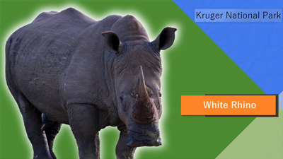White Rhino - Kruger National Park