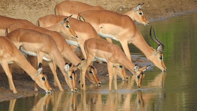 Impala