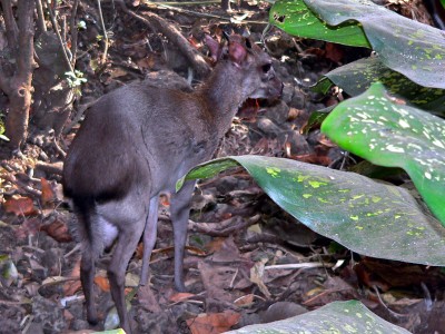Blue duiker