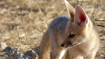 Cape fox