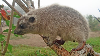 Southern tree hyrax