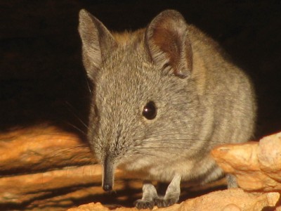 Cape sengi
