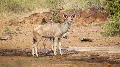 Greater kudu