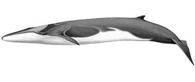 Fin whale