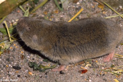 Common mole-rat