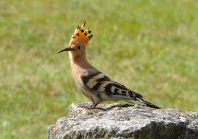 African hoopoe