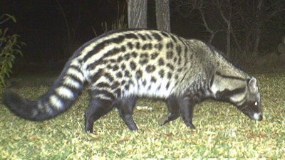 African civet
