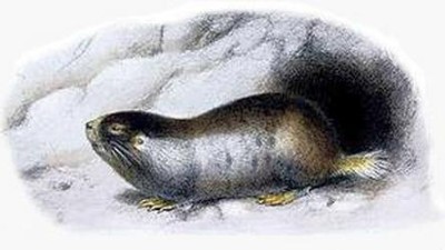 Namaqua dune mole-rat