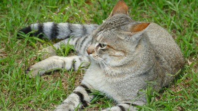 African wildcat