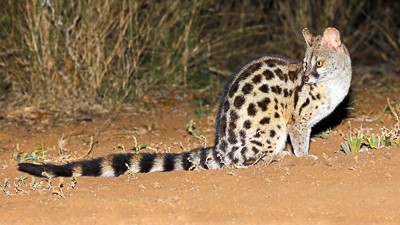 Cape genet