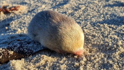 De Winton's golden mole