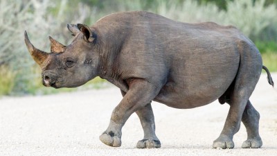 Black rhinoceros