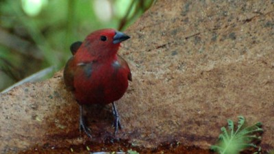 African firefinch