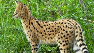 Serval