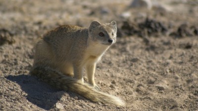 Yellow mongoose