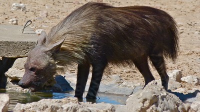 Brown hyena