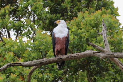 African fish eagle