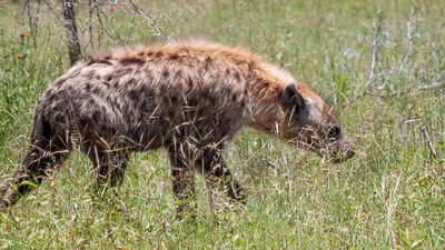 Spotted hyena