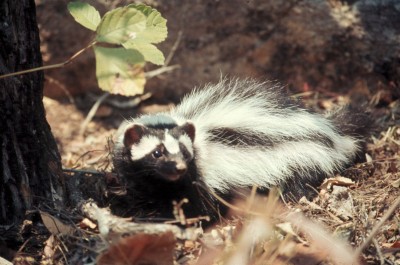 Striped polecat