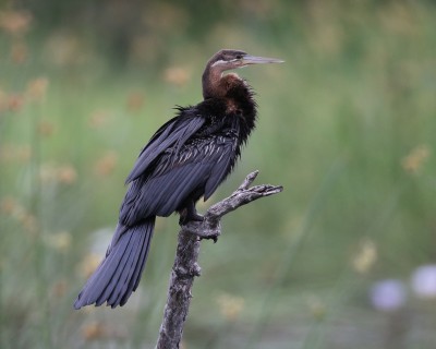 African darter