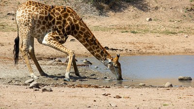 Giraffe