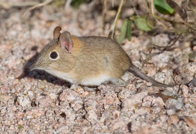 Bushveld sengi