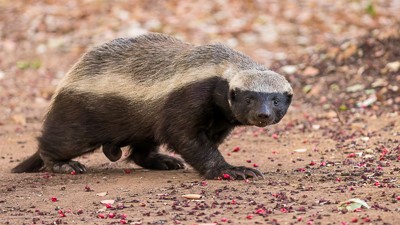 Honey badger