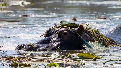 Hippopotamus