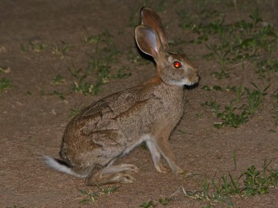 Scrub hare