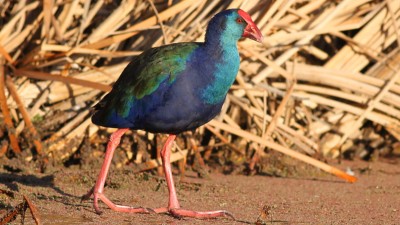 African swamphen