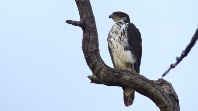 African hawk-eagle