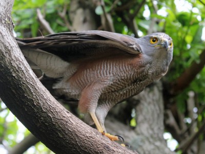 African goshawk