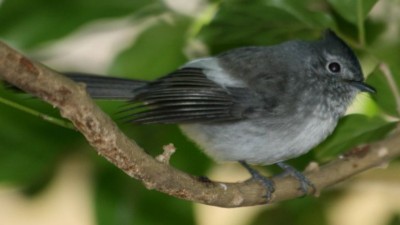 African crested flycatcher