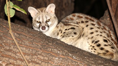 Common genet