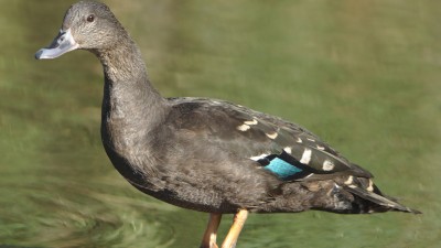 African black duck