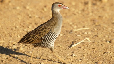 African crake