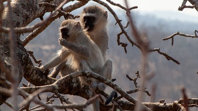 Vervet monkey