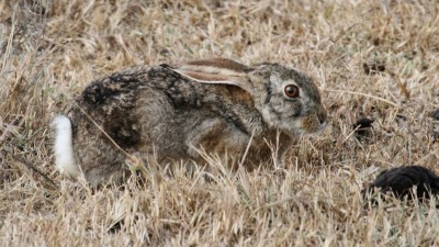 African savanna hare