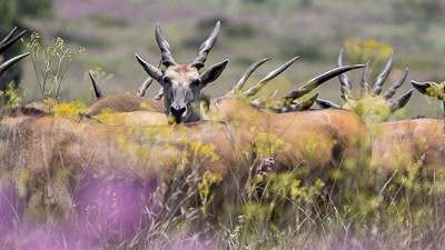 Common eland