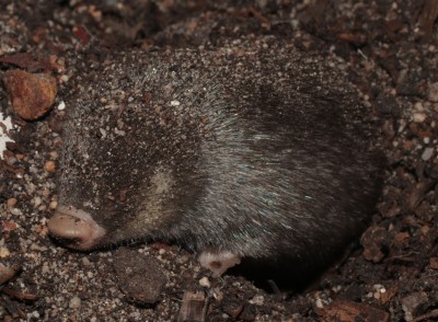 Cape golden mole