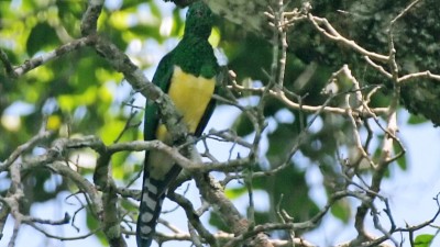 African emerald cuckoo