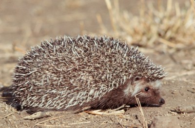 Southern African hedgehog