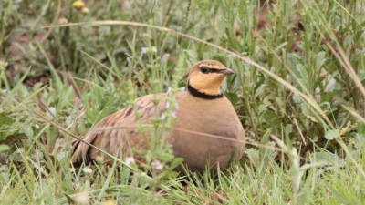 Yellow-throated sandgrouse