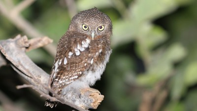 African barred owlet