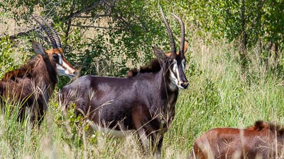 Sable antelope
