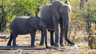 African elephant
